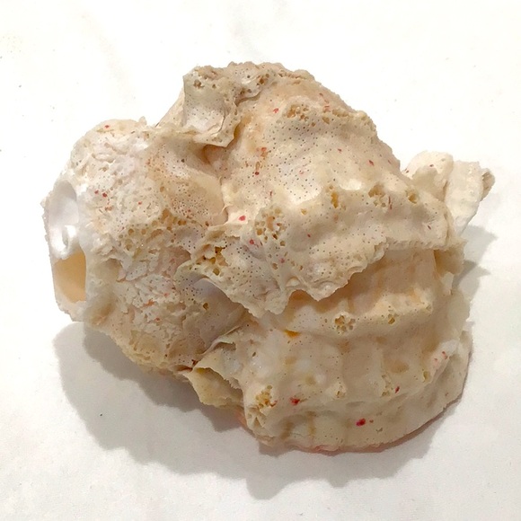 White Murex Sea Shell 4.5” - Picture 2 of 4